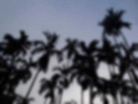 Betel nut trees blur photo of nature background, with fog on the sky and clouds among garden natural area in The countryside, abstract texture concept.の写真素材