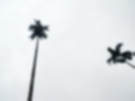 Betel nut tree blur photo of nature background, with fog on the sky and clouds among garden natural area in The countryside, abstract texture concept.の写真素材