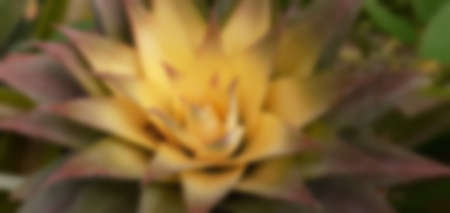 The pineapple spigot was focused On top among a garden, with A yellow mid-leave on blurred background, Abstract bokeh picture concept.の写真素材