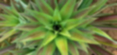 The pineapple spigot was focus on top among A garden, with light green mid-leave on blurred background, Abstract bokeh picture concept.の写真素材