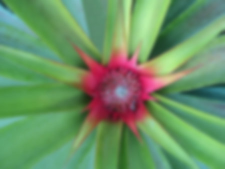 Bright pineapple still young on the farm, with spigot around attached, pink mid-leave on blurred background, Abstract bokeh picture concept.の写真素材