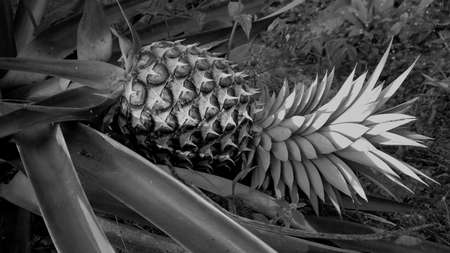 Black and white picture pineapple still raw on the farm, with spigot attached, The retro background, vintage picture concept.の写真素材