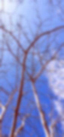 Landscape, blur image vertically, shaving brush tree, with blue sky, white clouds, trees without leaves, from bottom to above view of a high and strange form of plant many branches against.の写真素材
