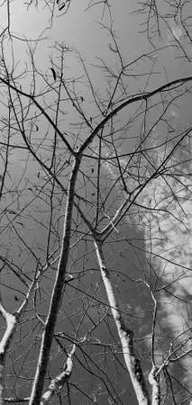 Landscape, retro image vertically, shaving brush tree, with the vintage sky, dark clouds, trees...