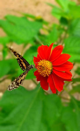 Close up of beautiful butterfly with red chrysanthemum, flower in full blooming in the garden, and...