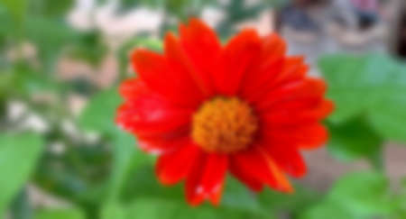 Blurred picture concept of red chrysanthemum, flower In full blooming in the garden, and green on...