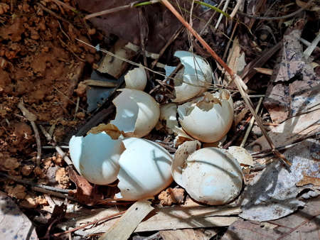 Wild Chicken nest with Shell egg in a natural environment, and so many shell eggs of chicken on the...