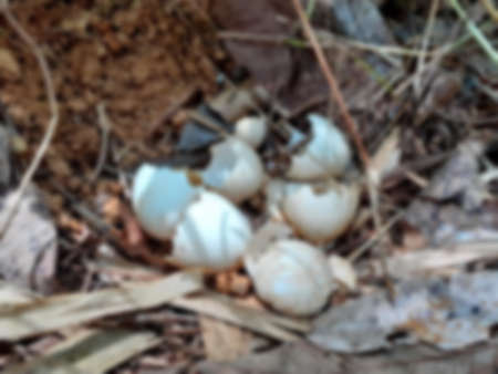 Wild Chicken nest with Shell egg in a natural environment, and so many shell eggs of chicken on the ground in The wild. Top view close-up bokeh On blurred background concept.の写真素材