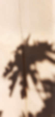 Silhouettes of environments vertical plants shadow papaya leaves, with a wall on the cement house outside. Abstract blur background concept.の写真素材