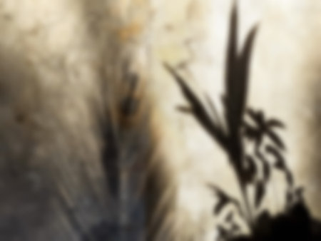 Silhouettes of environments plant shadows leave and coconut leaf, with fall on the cement floor house outside. Abstract blur background concept.の写真素材