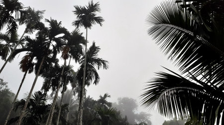 Foggy scenery rises from tall betel trees, coconut tree, and gray sky, with nature morning background concept.の写真素材
