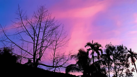 Create beauty landscape, with purple-pink, blue sky looking leafless tree. Nature atmosphere evening is bright and charming in countryside, Thailand.の写真素材