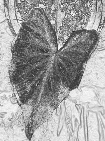 black and white caladium leaf closeup, with an abstract vertical crayon dark drawing effect concept.の写真素材