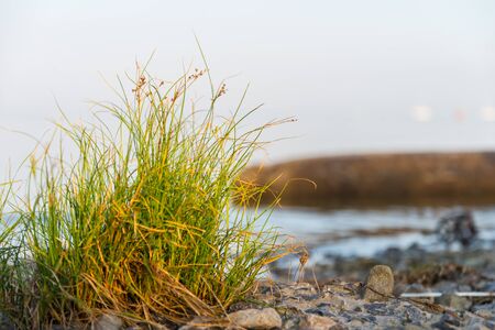 Bush grass on the beach in the sunlight at sunsetの写真素材
