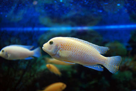 aquarium fishの写真素材