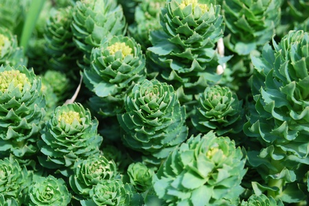 medicinal plantの写真素材