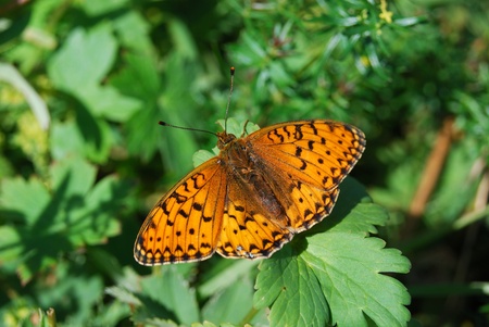 orange spotted butterfly on green leafの写真素材