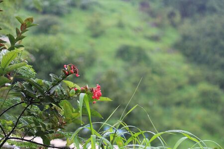 Pink flower with green leaf and brown branch in rainy backgroundの写真素材