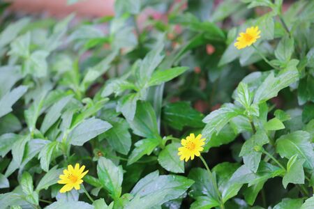 Wedelia flowers with green leavesの写真素材