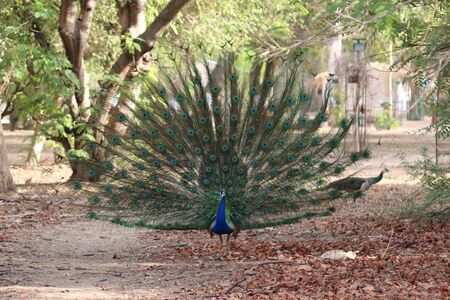 Beautiful male peacock with expanded feathers on the grass stock photoの写真素材