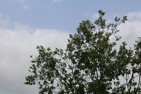 Green tree top line over blue sky and clouds background in summerの写真素材