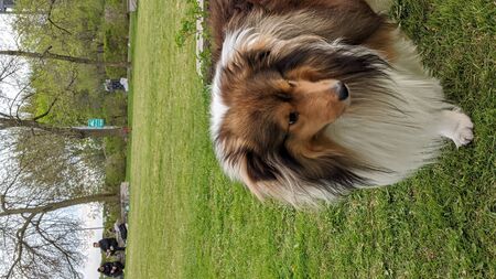 Portrait of a Sheltie dog on a background of bright green grassの写真素材