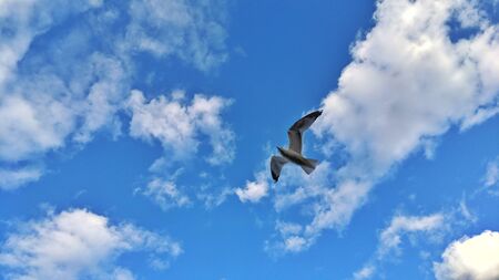 Bird flying / soaring in the blue sky, summer or spring landscape. Abstract sky and happiness background. Freedom concept. Symbol of liberty and freedom. Lonely seagull in air. Individuality concept.の写真素材