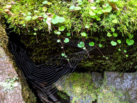 Close-Up Of Spider On Web - stock photoの写真素材