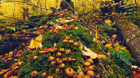 Autumn color details. Foliage background. Autumn backgroundsの写真素材