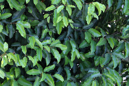 leaves of neem tree , close up view in my gardenの写真素材
