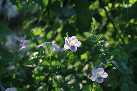 Wild Flower