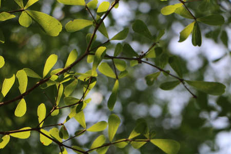 Tree shade
