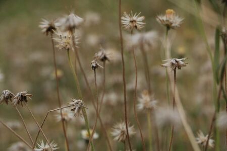 Grass flower