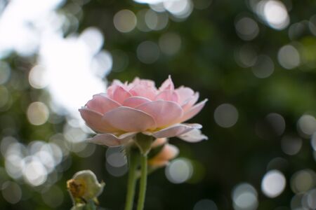 Pink old rose with booked backgroundの写真素材