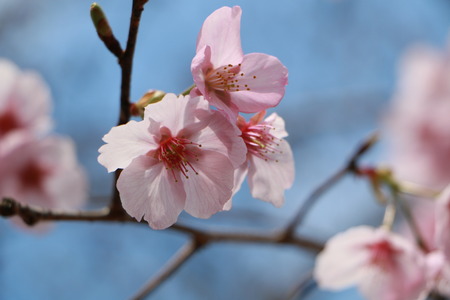 Cherry blossomの写真素材