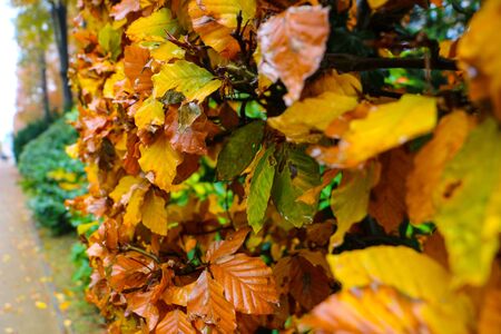 Autumn leafの写真素材