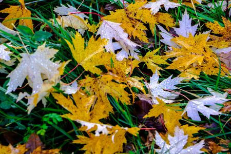Mapleの写真素材
