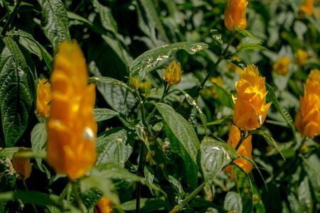 Golden Shrimp Plantsの写真素材