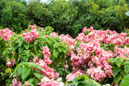 Pink flower in a health  park at Laem Chabang seaportの写真素材