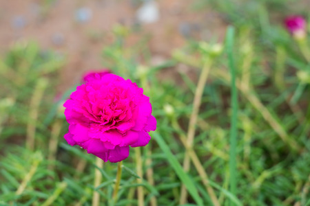 pink flowers in a herb gardens at Khon Kaen, Thailandの写真素材
