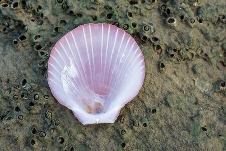 Pink scallop shell on a reefの写真素材