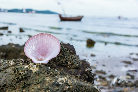 Pink scallop shell on a reef in the sea with boat background