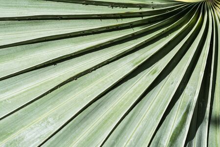 Palm leaf in top side for show textureの写真素材