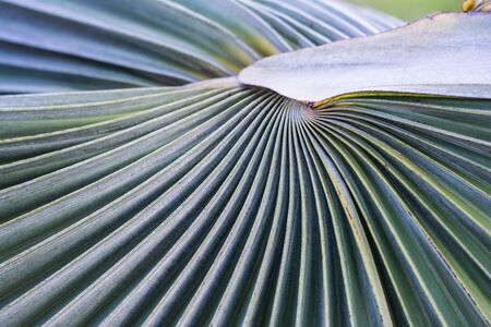 palm leaf in top side for show textureの写真素材