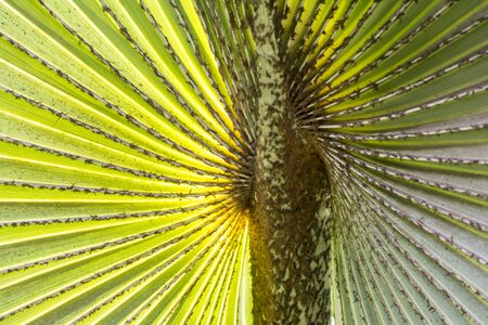 colypha palm leaf with a texture on bottom sideの写真素材