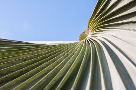 colypha palm leaf with a texture on top side