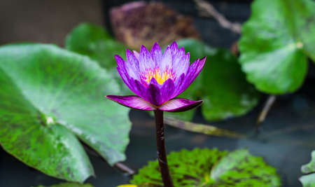 Purple lotus for garden Decorationの写真素材