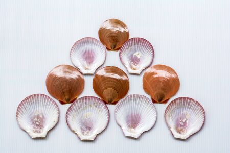 ten scallop shells on a white background