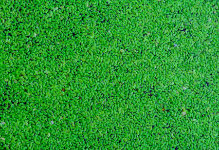 Green leaf on top a waterの写真素材