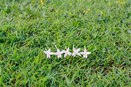 Flower was fall on a grass in gardenの写真素材